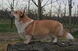 CORGI PEMBROKE 1426